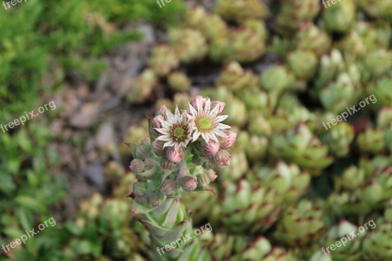 Houseleek Green Plant Real Houseleek Pointed