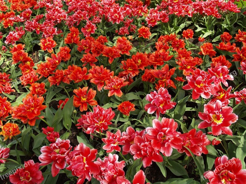 Tulips Red Flower Spring Flowers