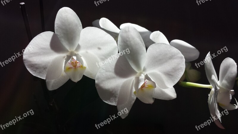 Orchid Flower White White Flower Nature