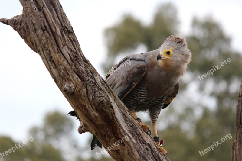 Hawk Bird Predator Wildlife Eagle