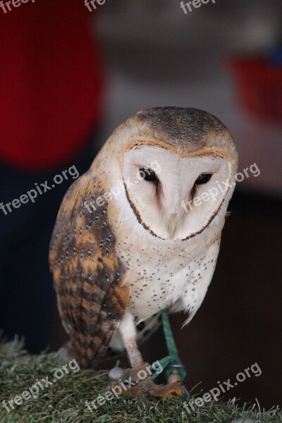 Barn Owl Owl Bird Animal Wildlife