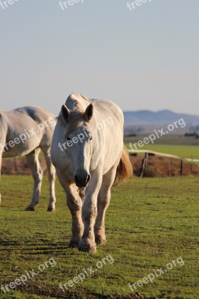 Horse Animal Nature Farm Equestrian