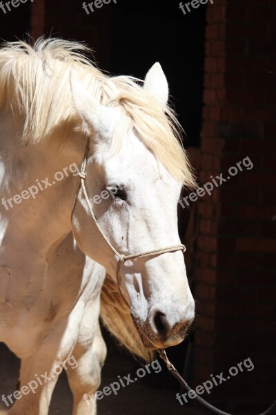 Horse Percheron Shadows White Draft