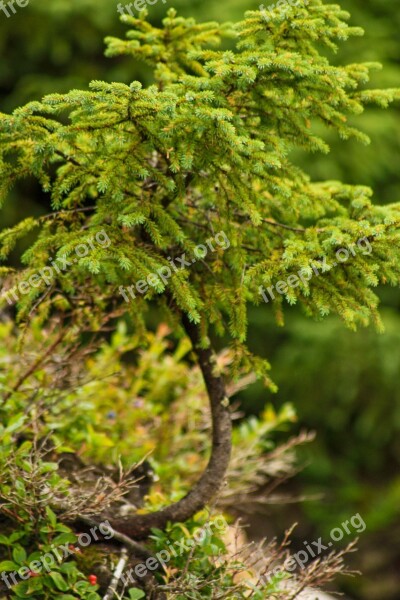 Tree Green Ecology Summer Forest