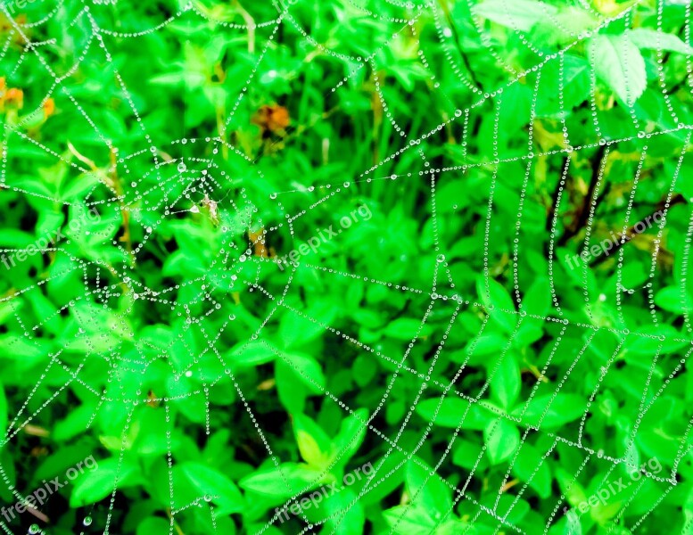 Spider Insect Bug Web Green