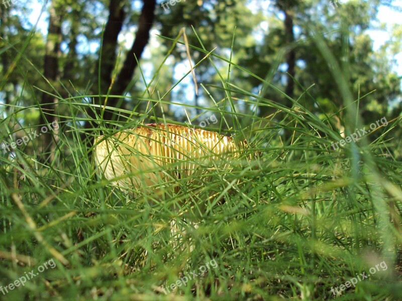 Boletus Grass Macro Forest Free Photos