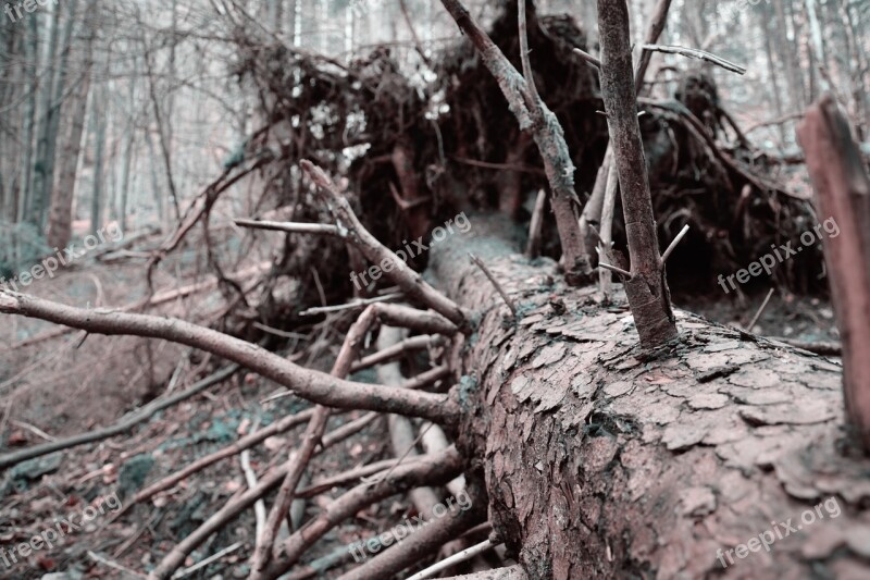 Tree Dead Dead Tree Gnarled Dry