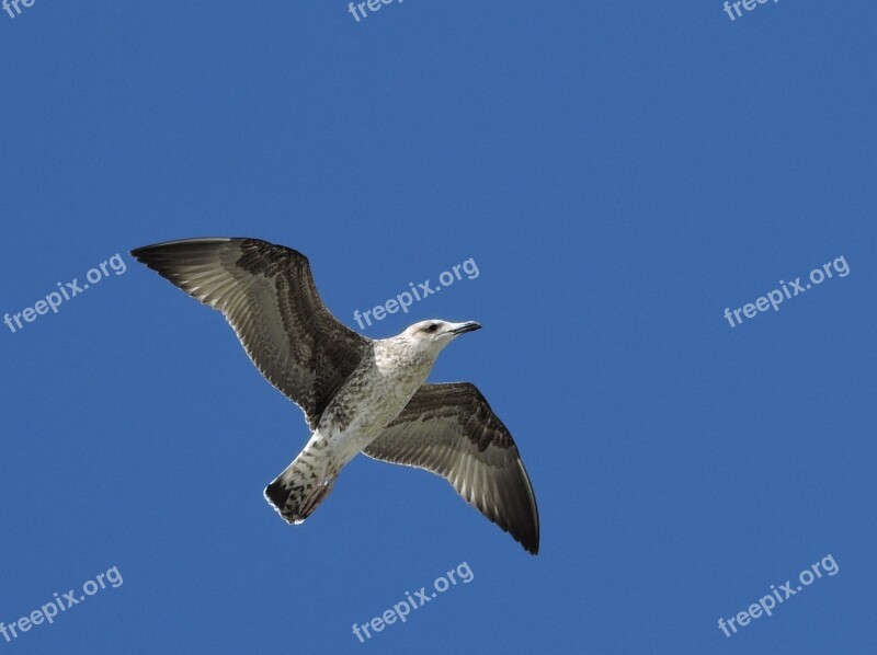 Seagull Bird Flight Fly Animal