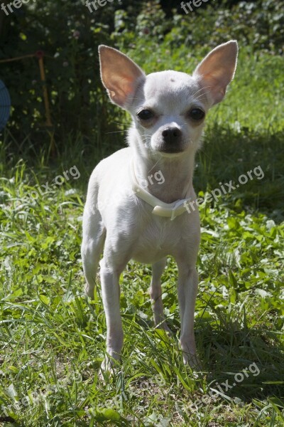 Chihuahua Dog Small Dog White Dog Pets