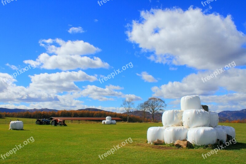 Blue Sky Pasture Ranch Grass Shinshu