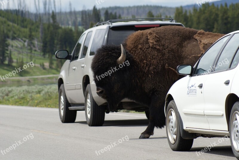 Buffalo Montana Animal Nature Bison