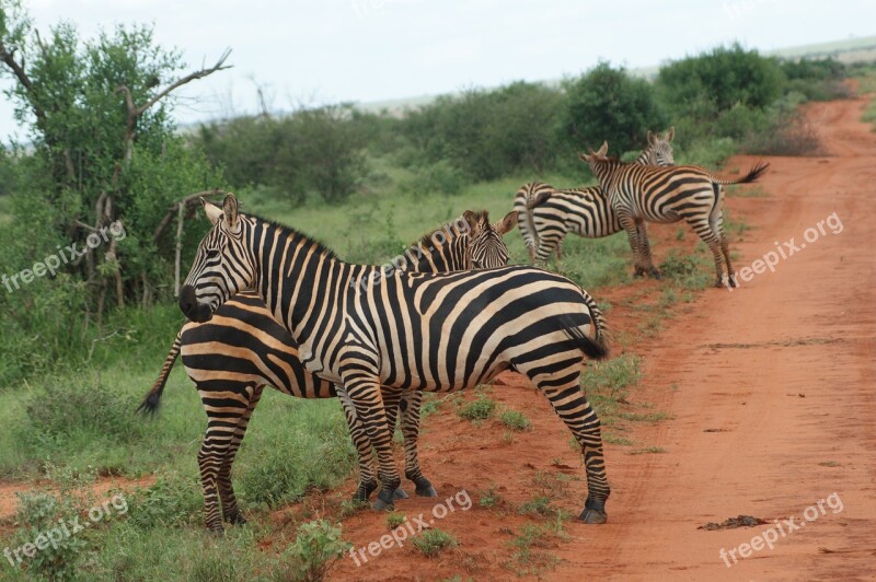 Zebras Animal Africa Wild Nature