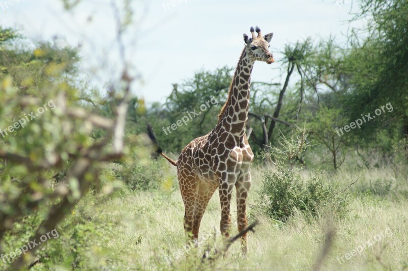 Giraffe Africa Wildlife Wild Nature