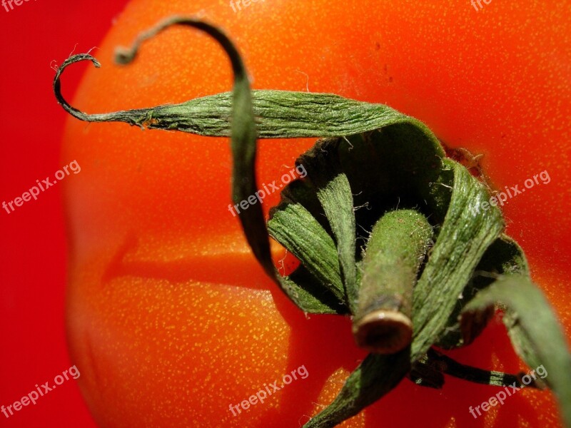 Tomato Tomato Red Macro Vegetables Food