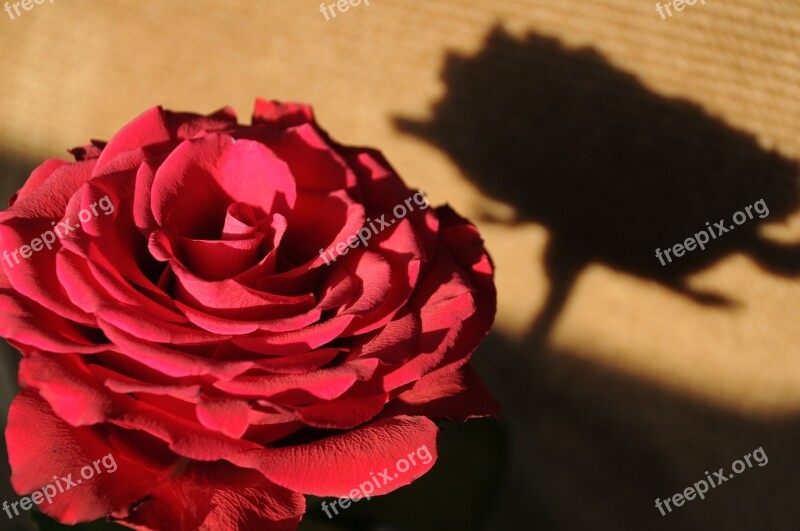 Rose Shadow Nature Lighting Flower