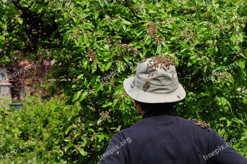 Beekeeper Bees Hive Honey Bees Honey