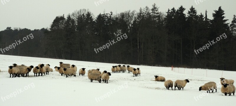 Sheep Winter Pasture Pet Snow