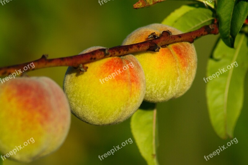 Fisheries Fish Fruit Garden Free Photos