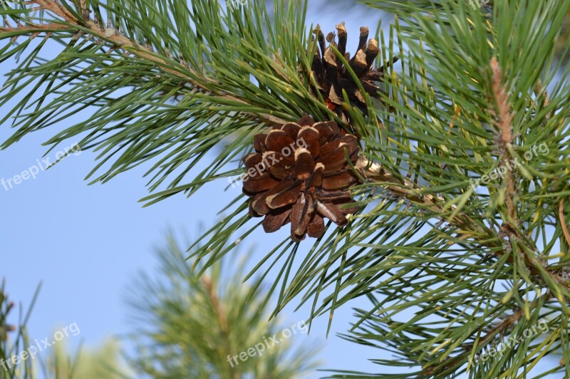 Pine Cone Tree Branch Pine Cone