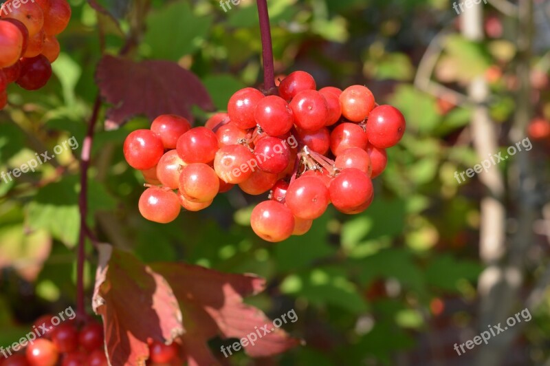 Berries Red Fruit Nature Ripe