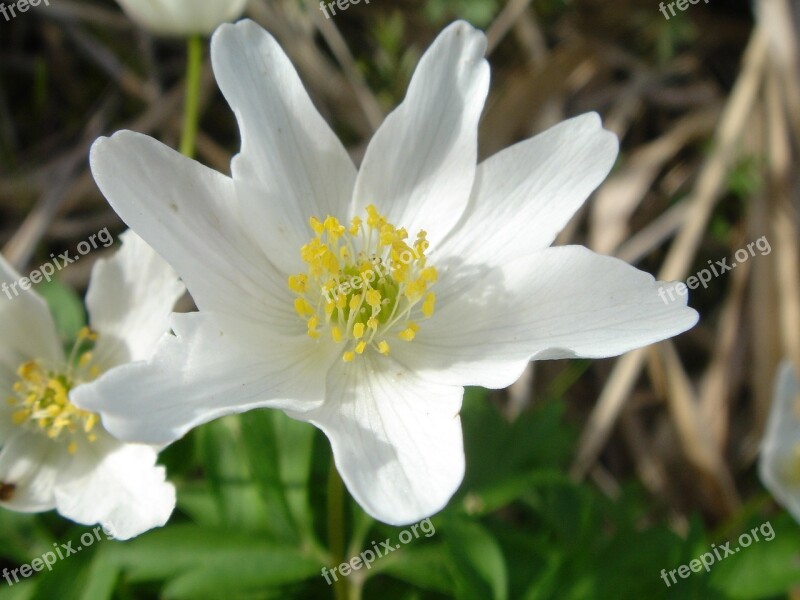 Anemone Flower Bloom White Blossom