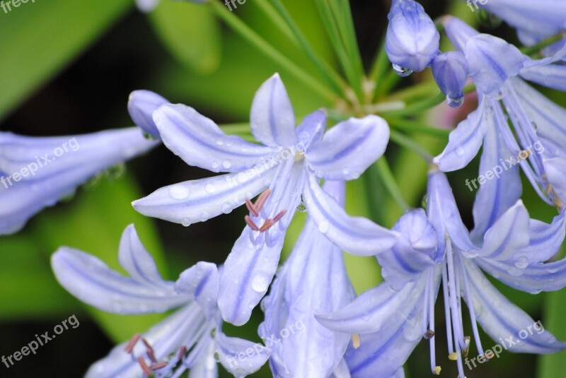 Agapanthus Flowers Blooms Close Up Lily Of The Nile