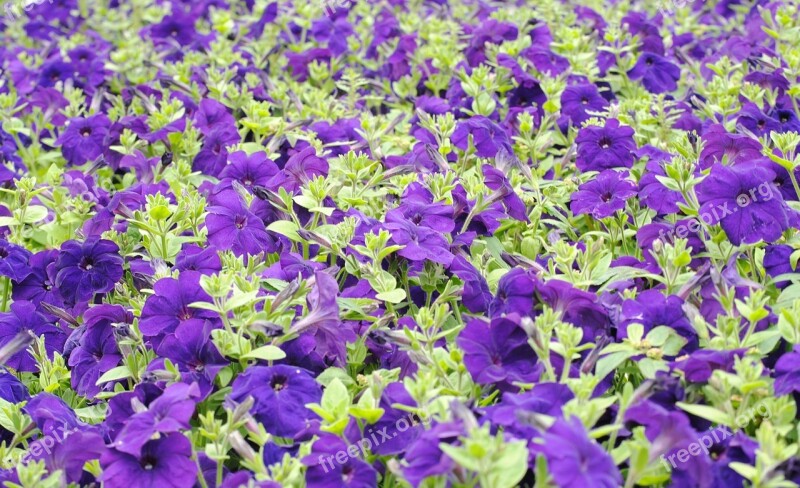 Petunias Mass Blue Colorful Blooms