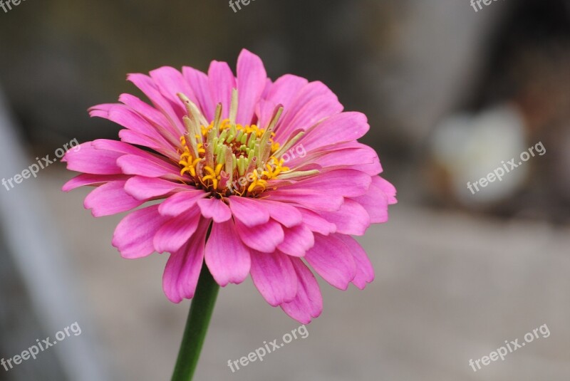 Zinnia Pink Flower Macro Close Up