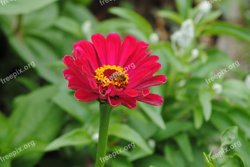 Zinnia Pink Flower Bee Pollen