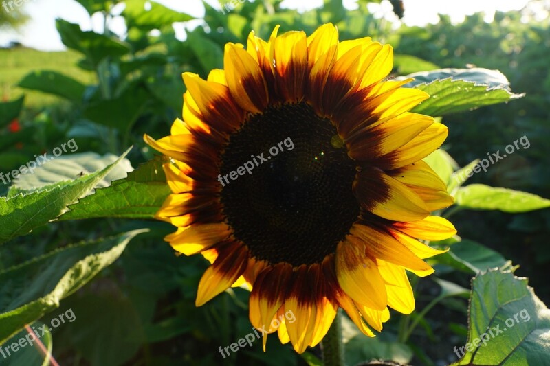 Sunflower Yellow Green Spring Fragrance