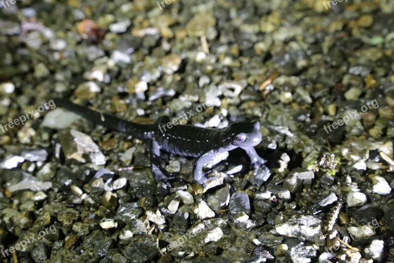 Alpine Salamander Salamander Amphibian Amphibians Alpine