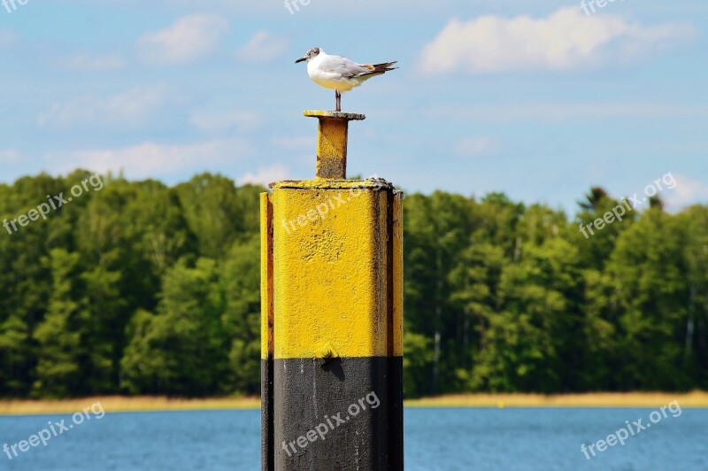 Seagull Bollards Landing Bridge Werbellinsee Water