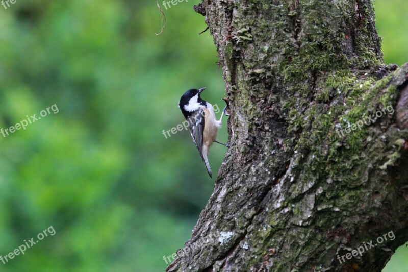 Bird Wildlife Coal Tit Feathers Beak