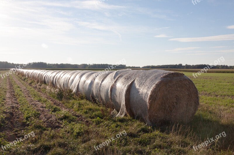 Straw Bale Rolled Agriculture Hay