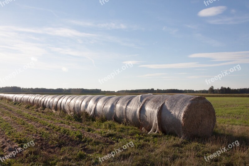 Straw Bale Rolled Agriculture Hay