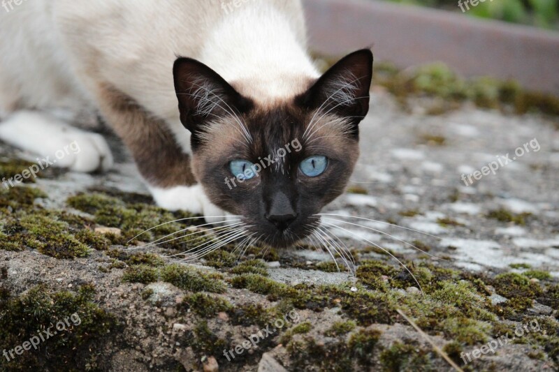 Cat Siamese Cat Cat's Eyes Free Photos