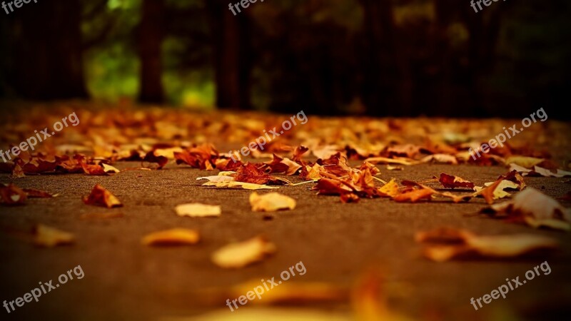 Nature Dry Leaf Fall Colors Path Fallen Leaves