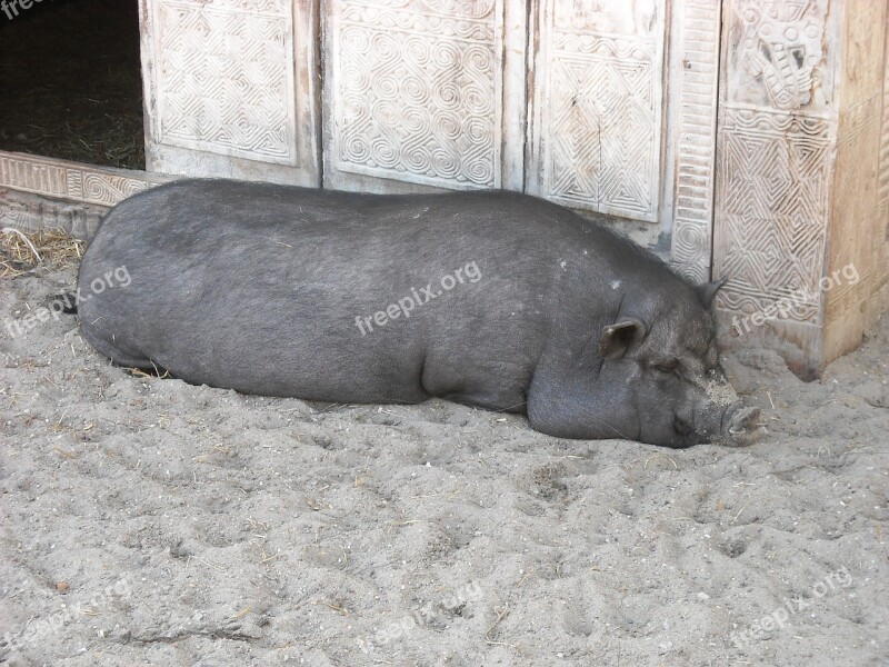 Potbellied Pig Pig Black Animals Mammals