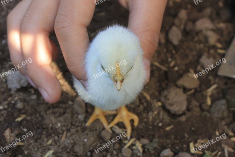 Cute Walk Baby Chick Walking Nature