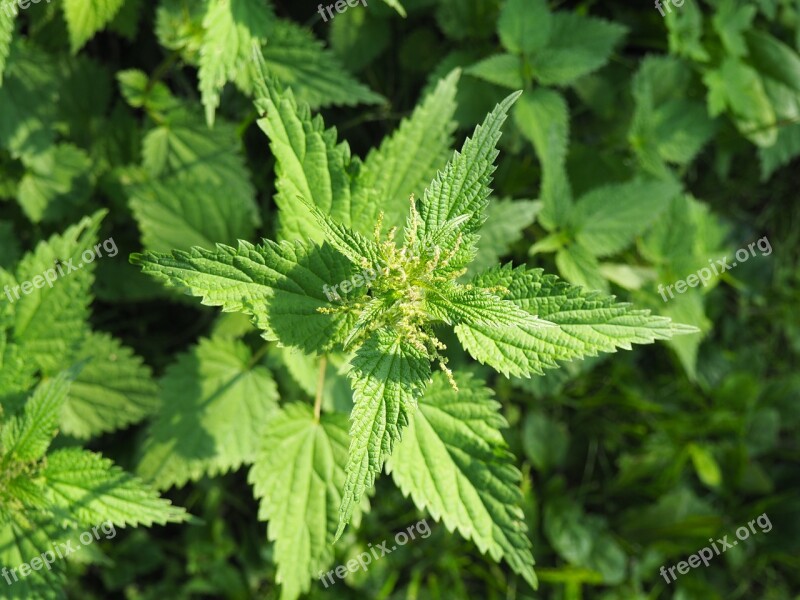 Stinging Nettle Nature Medicinal Plant Green Weed