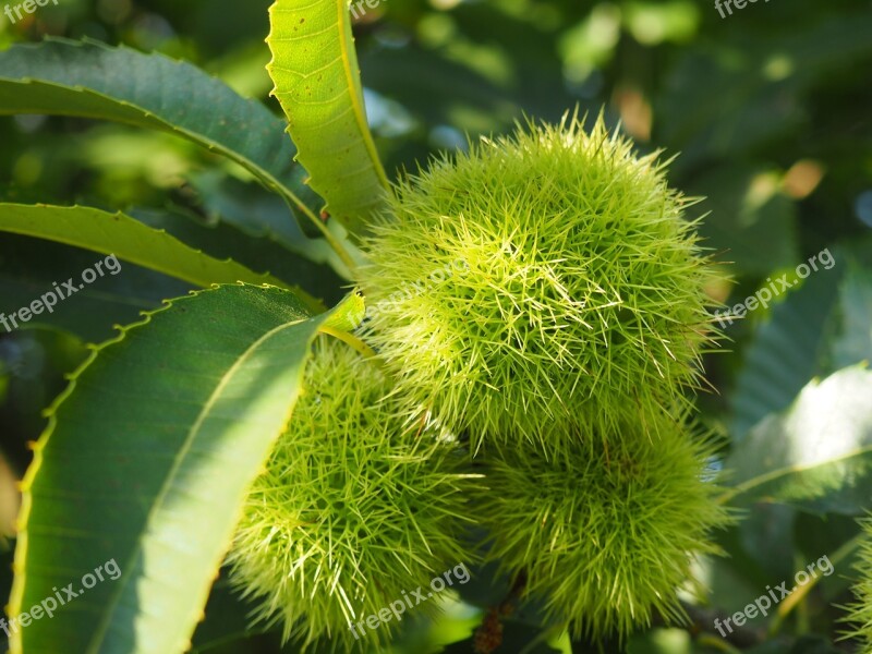 Chestnut Nature Tree Tree Fruit Prickly