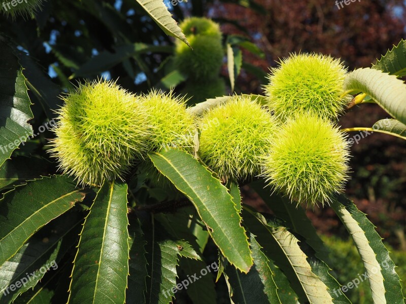 Chestnut Maroni Spur Green Free Photos