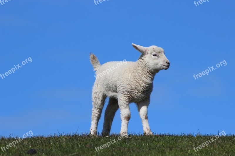 Lamb Dike Sky Sleep Animal