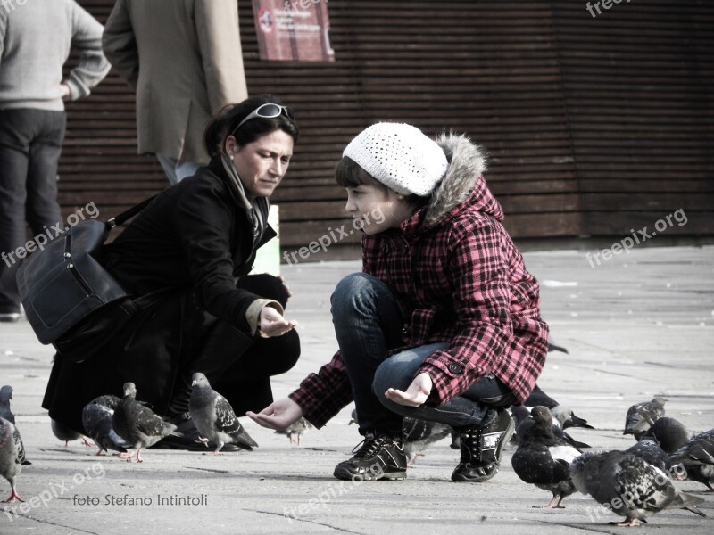 Birds Pigeons Bird Pigeon Colombo