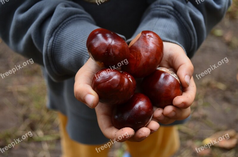 Chestnut Autumn Brown Chestnut Fruit Autumn Fruit