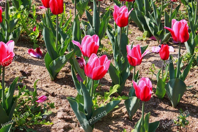 Tulip Flowers Flower Garden Plants Beautiful