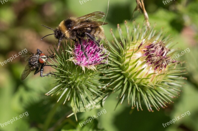 Bee Fly Thistle Flower Competition Close Up