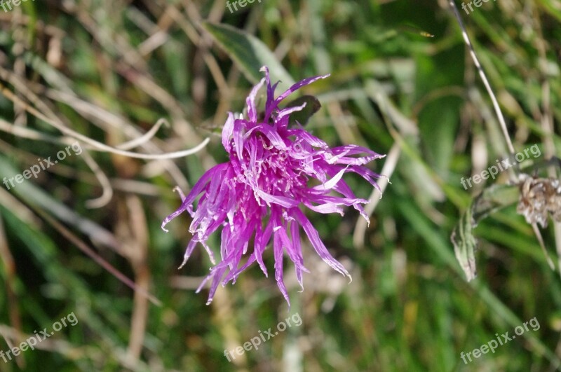 Purple Flower Floret Violet Petals Free Photos