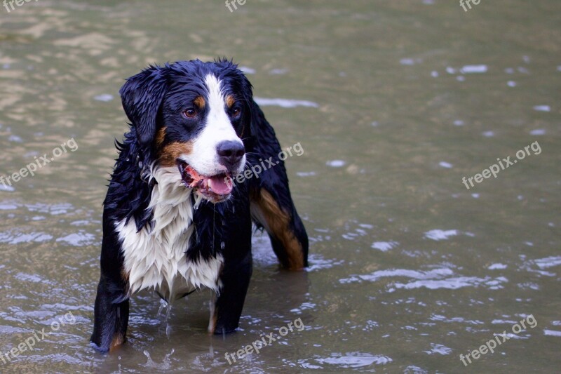 Animals Dog Bernese Mountain Dog Animal Portrait In The Water