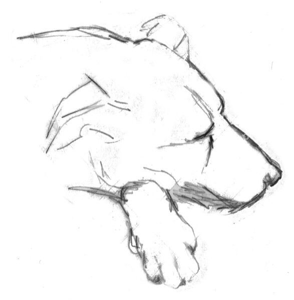 Dog Sleep Doze Sleeping Dog Drawing